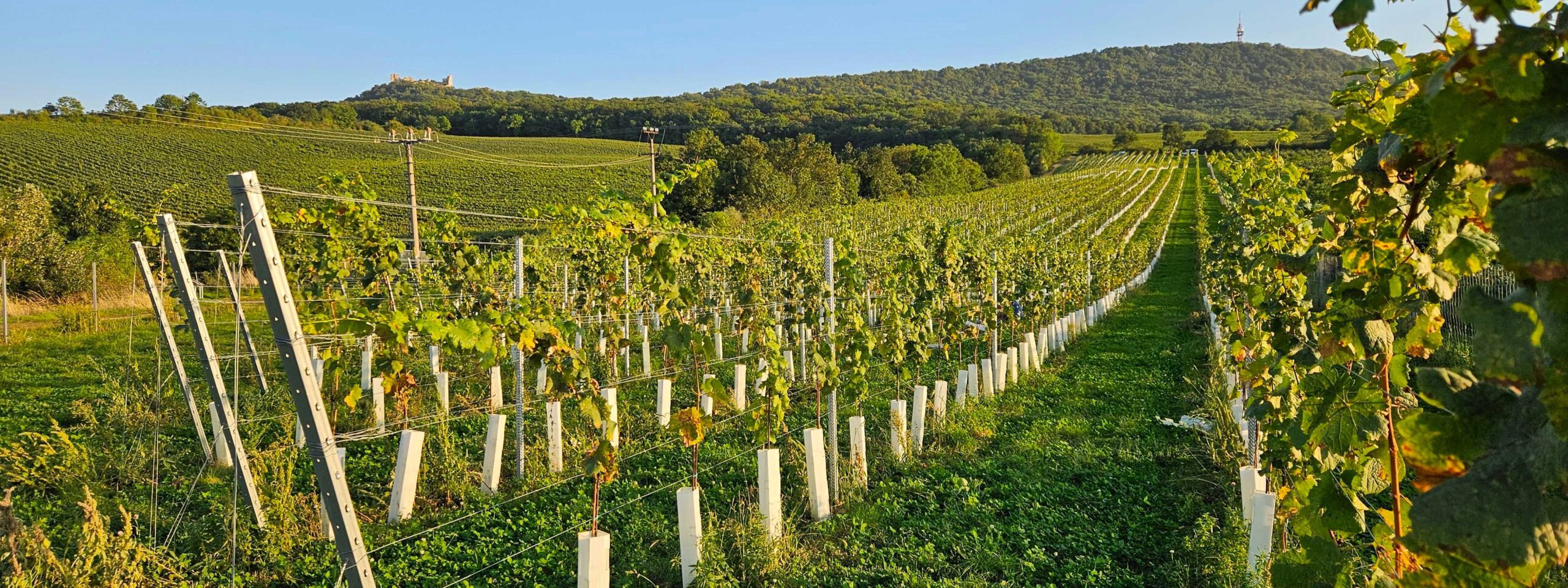 Vinohrad na Pálavě, nad obcí Dolní Věstonice. V pozadí je zřícenina Děvičky a nejvyšší bod Pálavy Děvín.