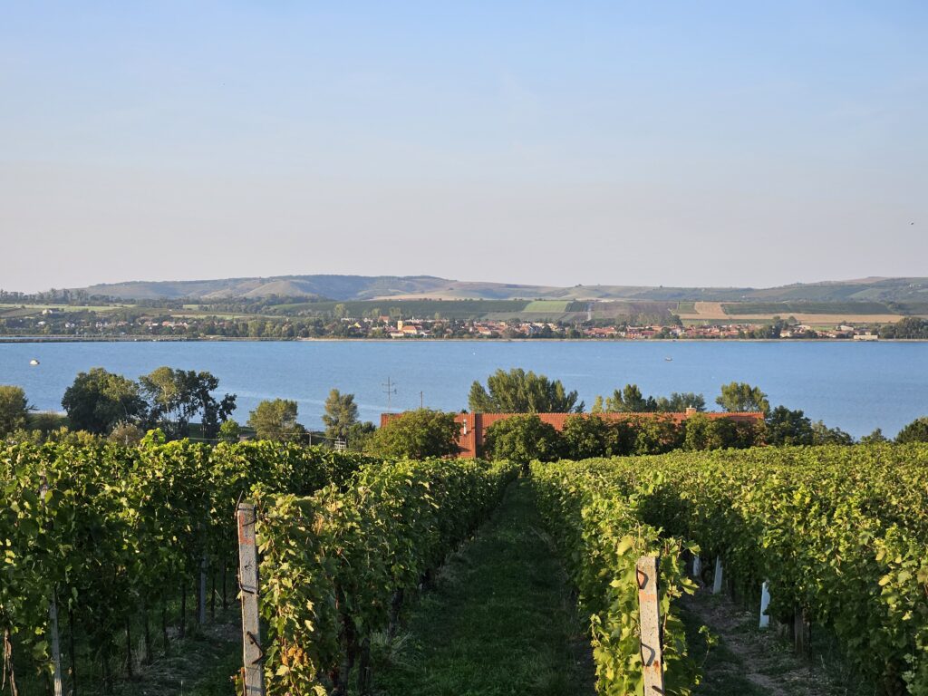 V okolí penzionu Winifera lze spatřit spoustu vinic a vinohradů.